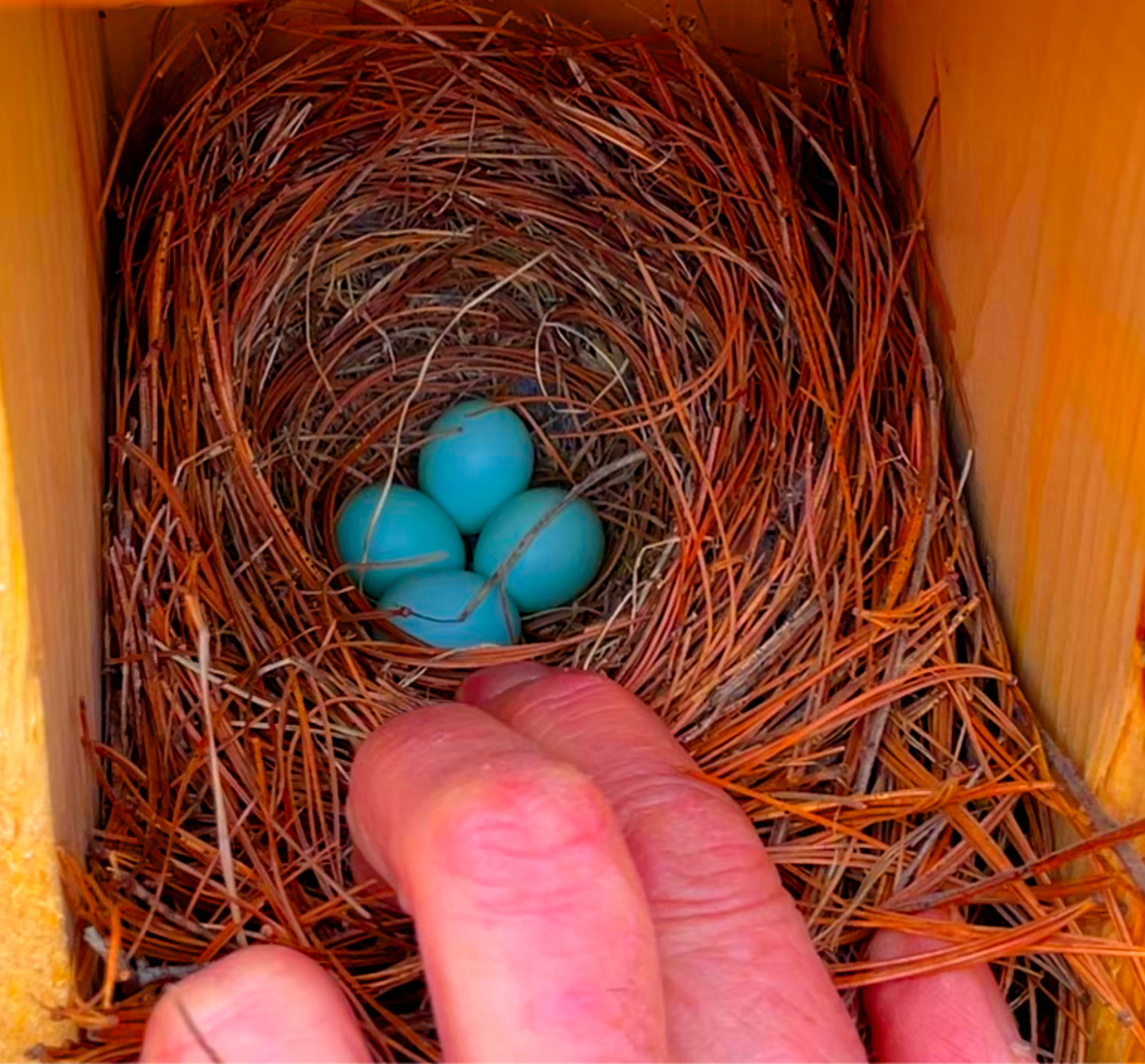 bluebird eggs