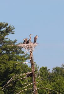 4cranes6568
