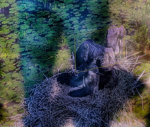 drone image