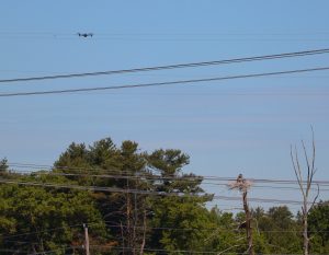 drone and herons
