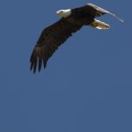 eagle 1