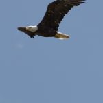 eagle 2