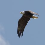 eagle 3