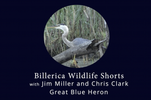 blue heron