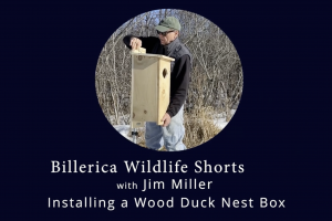 installing a wood duck nest box