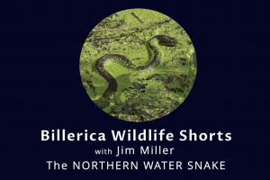 northern water snake