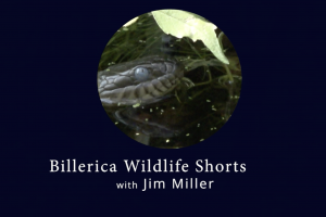 snakes frogs and spiders