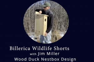 wood duck nestbox design